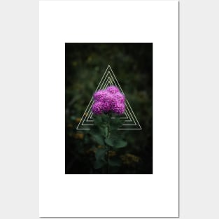 Rosy Spirea Pink Posters and Art